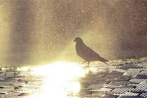 Dove in Rain